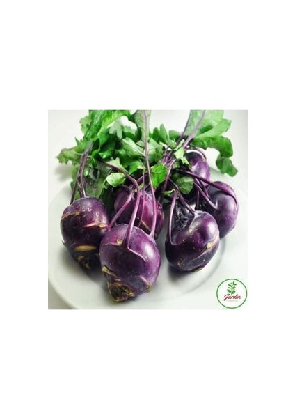 Mor Alabaş Kohlrabi Tohumu 10 Adet Doğal Ev Bahçe Için Ideal modelleri