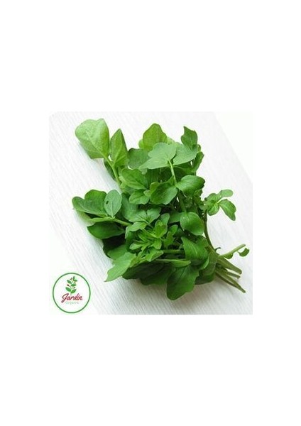 Roka Tohumu 200+ Adet Bahçe Balkon ve Terasa Uygun Ilaçsız Doğal Tohum