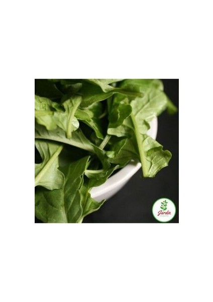 Roka Tohumu 200+ Adet Bahçe Balkon ve Terasa Uygun Ilaçsız Doğal Tohum fiyatları