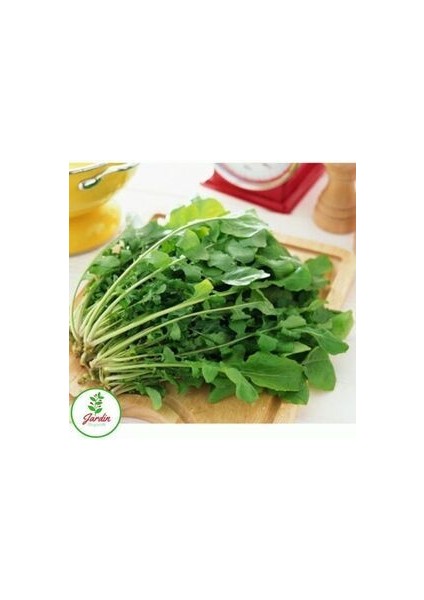 Roka Tohumu 200+ Adet Bahçe Balkon ve Terasa Uygun Ilaçsız Doğal Tohum fırsatları