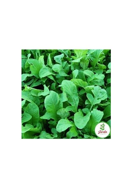 Roka Tohumu 200+ Adet Bahçe Balkon ve Terasa Uygun Ilaçsız Doğal Tohum indirimleri