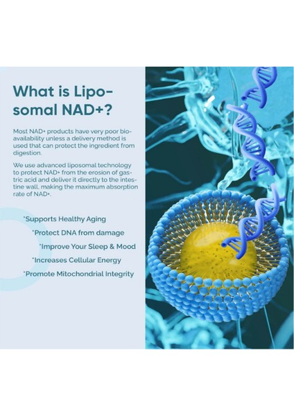 Lab Liposomal Nad Supplement, Highest Nad+ Potency For Anti-Aging, Energy, Focus - 120 Capsul.made In Usa