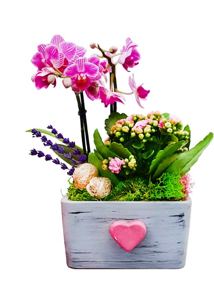 Pink Dream Phalaenopsis & Gri Beton Pembe Kalpli Saksıda Orkide Kalanşo Canlı Bitki Aranjmanı