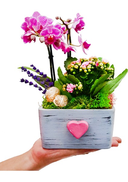 Pink Dream Phalaenopsis & Gri Beton Pembe Kalpli Saksıda Orkide Kalanşo Canlı Bitki Aranjmanı fiyatları