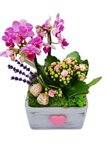 Pink Dream Phalaenopsis & Gri Beton Pembe Kalpli Saksıda Orkide Kalanşo Canlı Bitki Aranjmanı modelleri