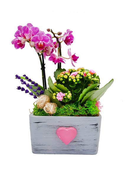 Pink Dream Phalaenopsis & Gri Beton Pembe Kalpli Saksıda Orkide Kalanşo Canlı Bitki Aranjmanı fırsatları