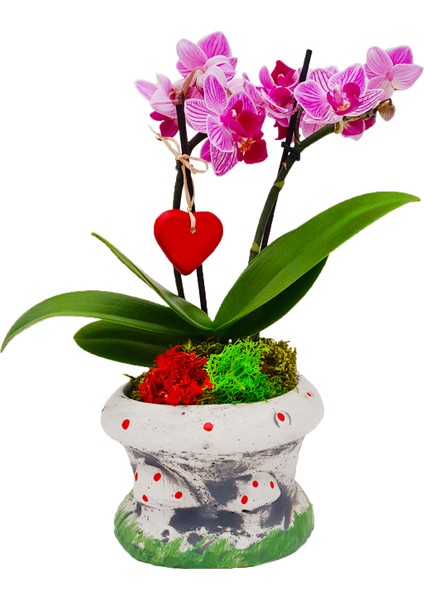 Mushroom Phalaenopsis Garden & Gri Mantar Beton Saksıda Orkide Çiçeği Iç Mekan Bitkileri Hediye Kalp