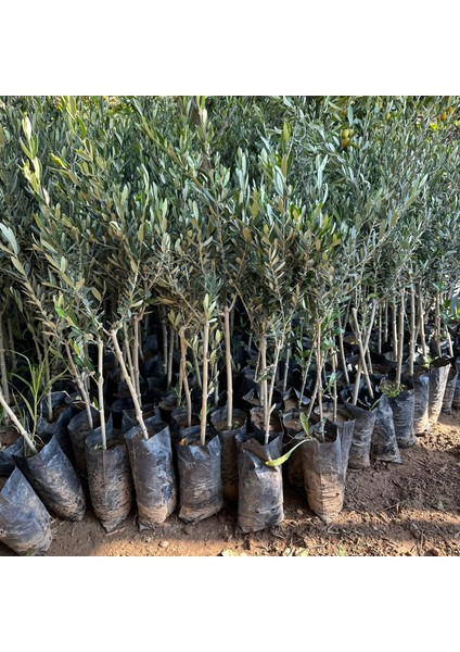 Ithal Tüplü California Manzanillo Zeytini (Abd Menşeli) Fidanının