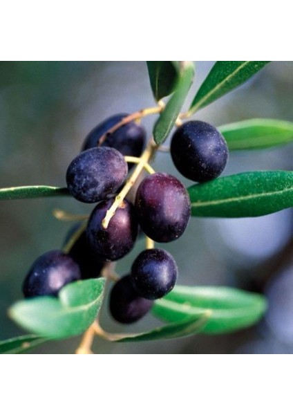Sınırlı Stok Tüplü Arjantin Menşei- Arauco Zeytini Fidanı