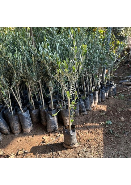 Sınırlı Stok Tüplü Arjantin Menşei- Arauco Zeytini Fidanı fiyatları