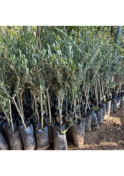 Sınırlı Stok Tüplü Arjantin Menşei- Arauco Zeytini Fidanı modelleri