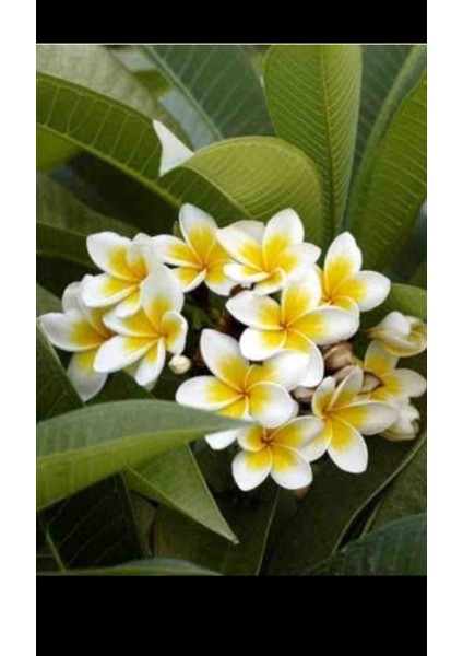 Yoğun Kokulu Amerikan Fulu Pulumeira