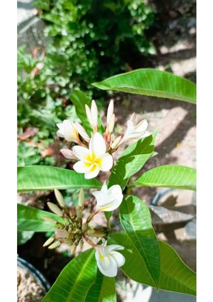 Yoğun Kokulu Amerikan Fulu Pulumeira fiyatları