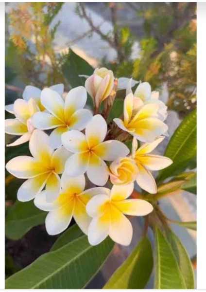 Yoğun Kokulu Amerikan Fulu Pulumeira modelleri