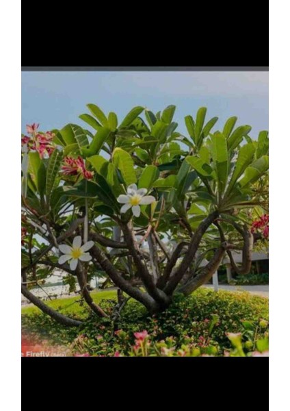 Yoğun Kokulu Amerikan Fulu Pulumeira fırsatları