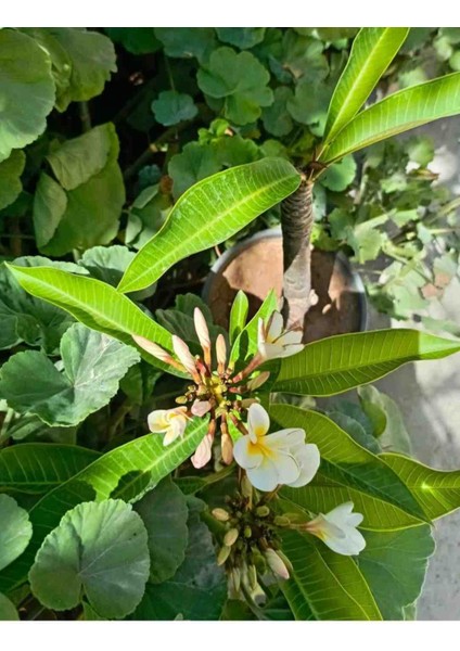 Yoğun Kokulu Amerikan Fulu Pulumeira indirimleri