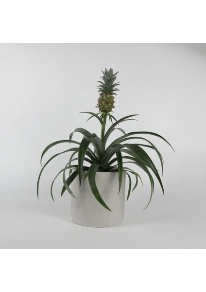 Dekoratif Beton Saksı - Orta Boy Silindir - Gri/beyaz - 13X15CM indirimleri