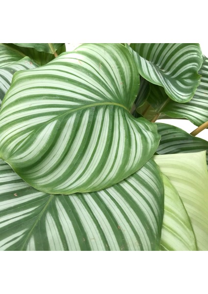 Calathea orbifolia (Dua Çiçeği)