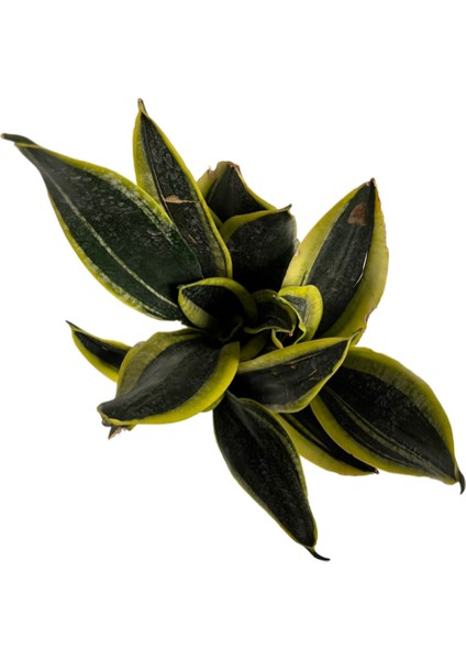 Sansevieria 'Black Gold' (Paşa Kılıcı) fiyatları