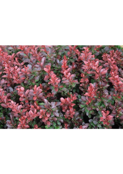 5 Adet Kırmızı Berberis(berberis Thunbergii) Kadın Tuzluğu 60-80