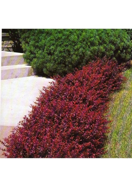 5 Adet Kırmızı Berberis(berberis Thunbergii) Kadın Tuzluğu 60-80