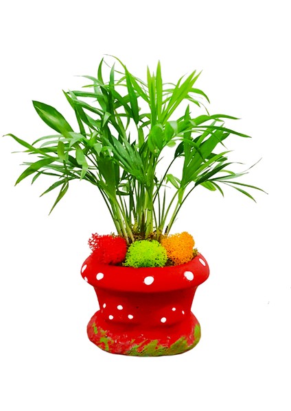 Mini Palmiye Chamadorea Mushroom & Kırmızı Mantar Saksıda Mini Bahçe İç Mekan Bitkileri Canlı Bitki