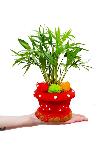 Mini Palmiye Chamadorea Mushroom & Kırmızı Mantar Saksıda Mini Bahçe İç Mekan Bitkileri Canlı Bitki