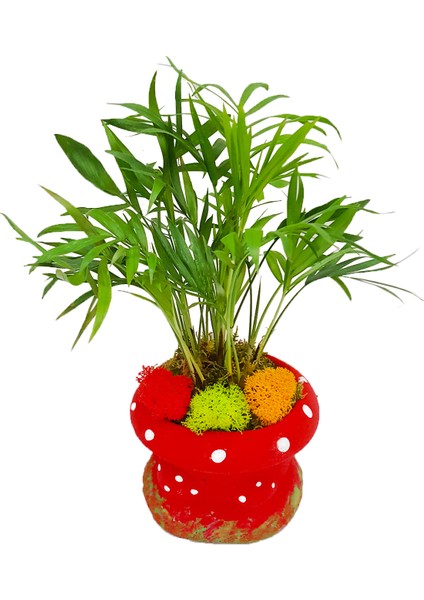 Mini Palmiye Chamadorea Mushroom & Kırmızı Mantar Saksıda Mini Bahçe İç Mekan Bitkileri Canlı Bitki