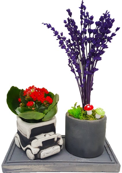 Mini Car Lavanta ve Kalanchoe Set & Beton Arabalı Saksı Setinde Canlı Bitki Çiçekli Kalanşo Hediye