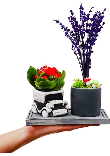 Mini Car Lavanta ve Kalanchoe Set & Beton Arabalı Saksı Setinde Canlı Bitki Çiçekli Kalanşo Hediye