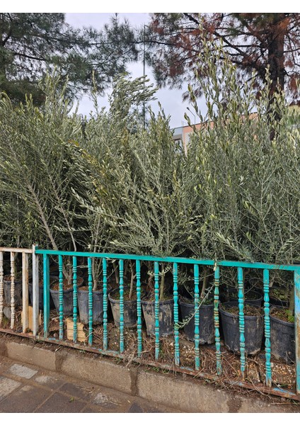 Saksılı Aşılı Gemlik Trilye Zeytin Fidanı 6 Yaş