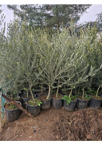 Saksılı Aşılı Gemlik Trilye Zeytin Fidanı 6 Yaş