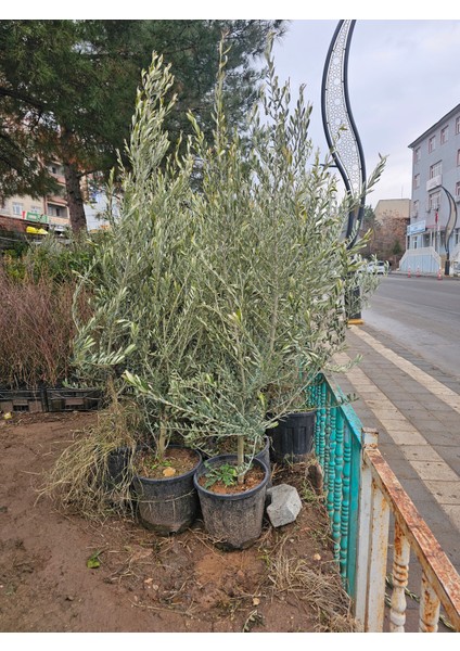 Saksılı Aşılı Gemlik Trilye Zeytin Fidanı 6 Yaş
