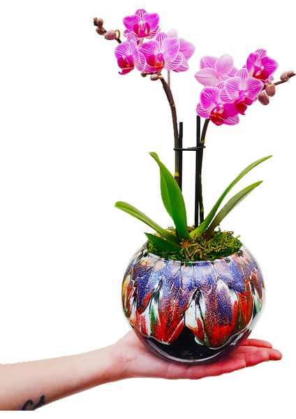 Marbling Art Phalaenopsis Orkide & Seramik Top Akıtma Saksıda Orkide Çiçeği Hediye İç Mekan Bitki fiyatları