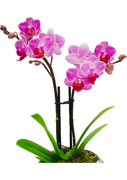 Marbling Art Phalaenopsis Orkide & Seramik Top Akıtma Saksıda Orkide Çiçeği Hediye İç Mekan Bitki modelleri