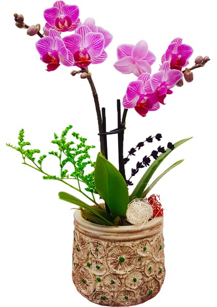 Lemon Slice Phalaenopsis Orkide & Limon Desenli Beton Saksıda Orkide Çiçeği Hediye Tasarım Çiçek
