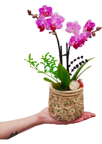 Lemon Slice Phalaenopsis Orkide & Limon Desenli Beton Saksıda Orkide Çiçeği Hediye Tasarım Çiçek