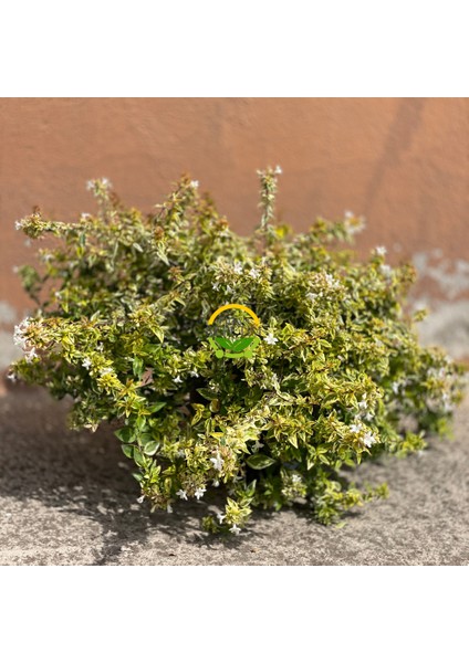 Sarı Alacalı Güzellik Çalısı 'Abelia Grandiflora Kaleidoscope'