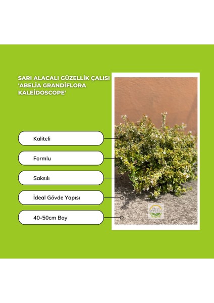 Sarı Alacalı Güzellik Çalısı 'Abelia Grandiflora Kaleidoscope' modelleri