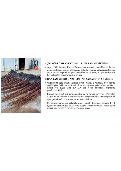 Hachiya Trabzon Hurması Fidanı modelleri