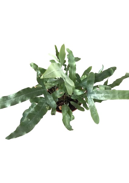 Phlebodium Aureum 'Blue Star'