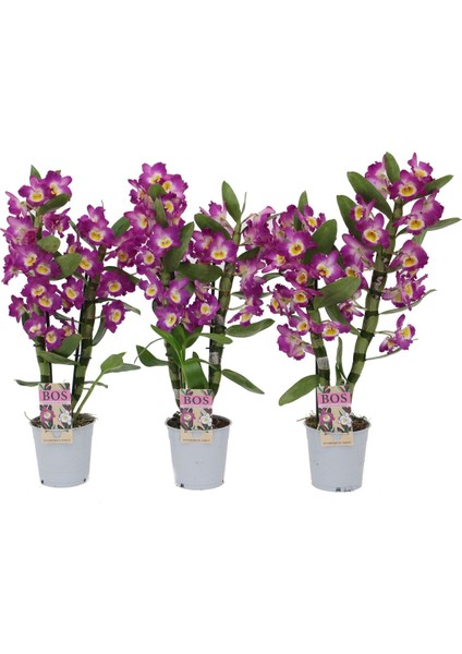 Dendrobium Nobile Bambu Orkide