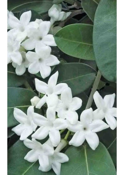 10LT Saksıda Beyaz Yasemin Fidanı