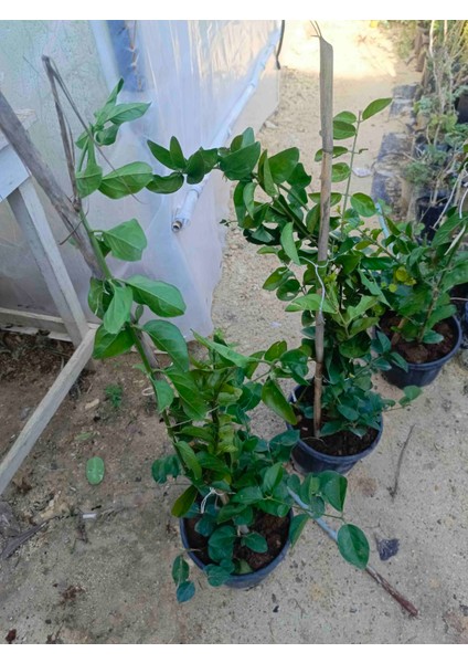 10LT Saksıda Beyaz Yasemin Fidanı fiyatları