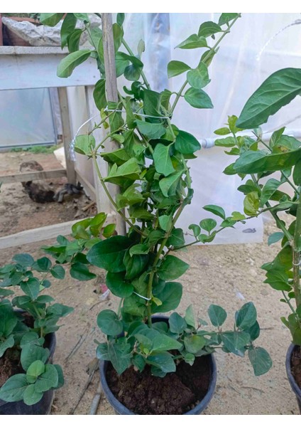 10LT Saksıda Beyaz Yasemin Fidanı modelleri