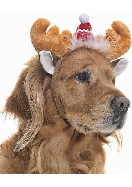 Küçük Orta ve Büyük Irk Köpekler Için Donner Taç