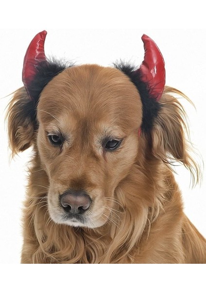 Küçük Orta ve Büyük Irk Köpekler Için Taç Devil