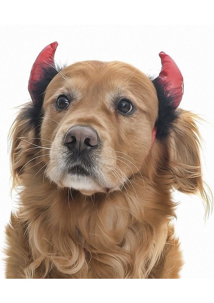 Küçük Orta ve Büyük Irk Köpekler Için Taç Devil modelleri