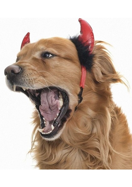 Küçük Orta ve Büyük Irk Köpekler Için Taç Devil fırsatları