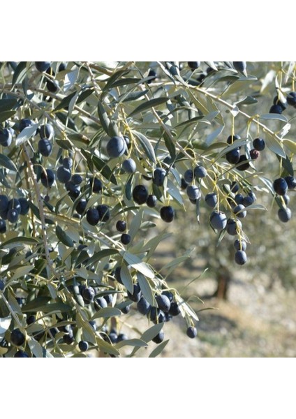 Ithal Tüplü Yabancı Menşei Avustralya–ligurian Zeytini Fidanı